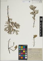 Foto von Salix lapponum L.
